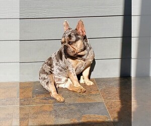 Father of the French Bulldog puppies born on 03/13/2025