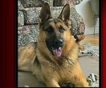 Small #5 German Shepherd Dog