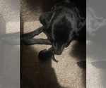 Small #1 Dachshund-Labrador Retriever Mix