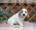 Puppy Grace Cock-A-Poo