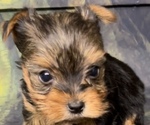 Small #5 Yorkshire Terrier