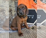 Small #2 Redbone Coonhound