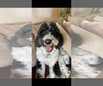Small Photo #1 Goldendoodle mix (+ Poodle Standard) Puppy For Sale in SARASOTA, FL, USA