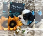 Image preview for Ad Listing. Nickname: BOGART