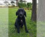 Small #4 Labrador Retriever Mix