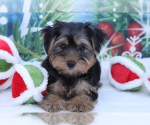 Yorkshire Terrier Puppy for sale in MARIETTA, GA, USA
