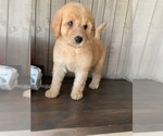 Small Photo #4 Labradoodle Puppy For Sale in DUNN, NC, USA