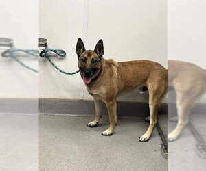 German Shepherd Dog-Unknown Mix Dogs for adoption in Rancho Cucamonga, CA, USA