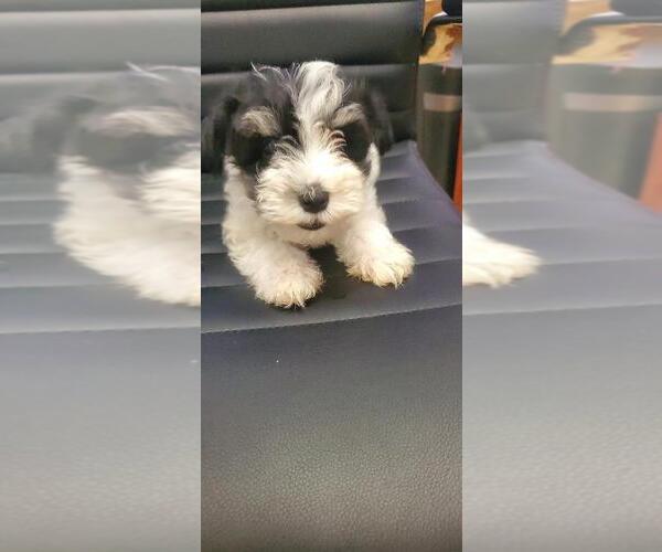 Medium Photo #1 Schnauzer (Miniature) Puppy For Sale in GREELEY, CO, USA