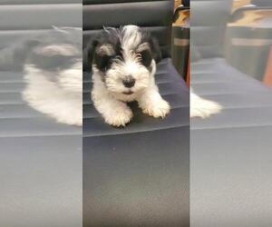 Schnauzer (Miniature) Puppy for Sale in GREELEY, Colorado USA
