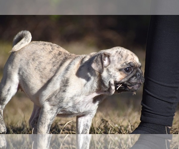 Medium Photo #1 Pug Puppy For Sale in PALM COAST, FL, USA