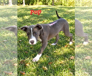 American Pit Bull Terrier-Unknown Mix Dogs for adoption in Southbury, CT, USA