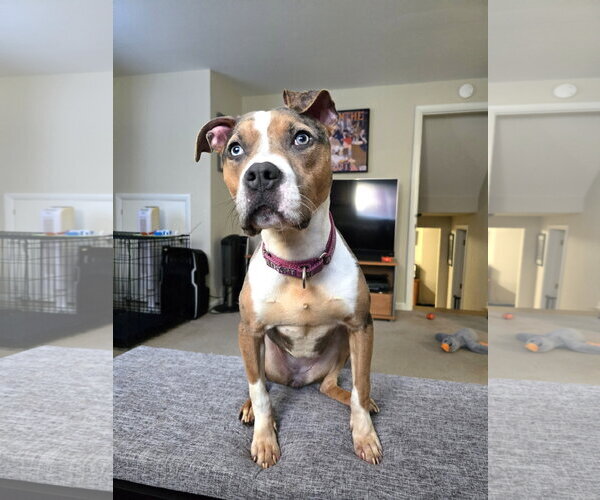 Medium Photo #2 Mutt Puppy For Sale in Rockville, MD, USA