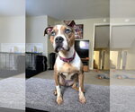 Small #1 Mutt