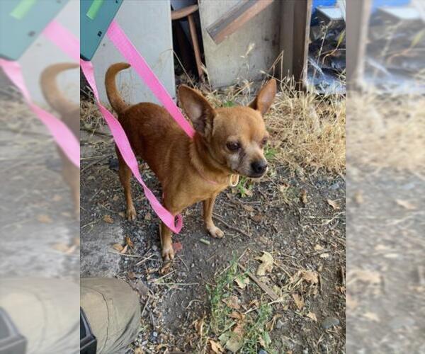 Medium Photo #1 Chihuahua Puppy For Sale in Woodland, CA, USA