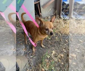 Chihuahua Dogs for adoption in Woodland, CA, USA
