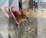 Small Chihuahua