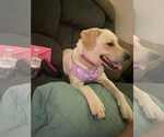 Small #4 Labrador Retriever Mix