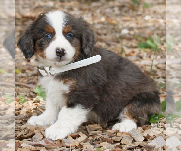 Medium Photo #1 Bernedoodle (Miniature) Puppy For Sale in HONEY BROOK, PA, USA