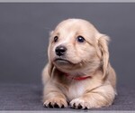 Small Photo #25 Dachshund Puppy For Sale in CROWLEY, TX, USA