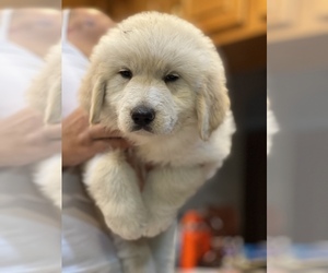 Golden Pyrenees Puppy for sale in MIDDLEBURG, FL, USA