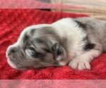 Small #2 Australian Shepherd