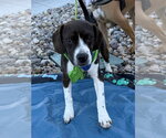 Small #1 Boglen Terrier