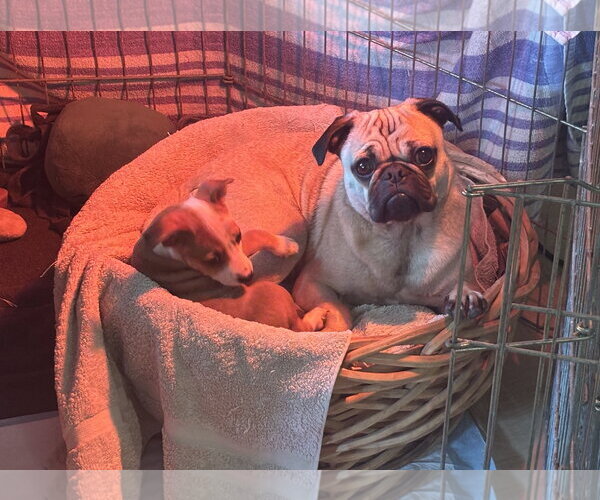 Medium Photo #7 Mutt Puppy For Sale in Davis, CA, USA
