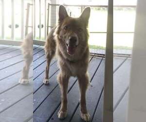 German Shepherd Dog-Siberian Husky Mix Dogs for adoption in OLD HICKORY, TN, USA
