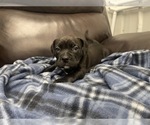 Small Photo #68 American Bully Puppy For Sale in REESEVILLE, WI, USA