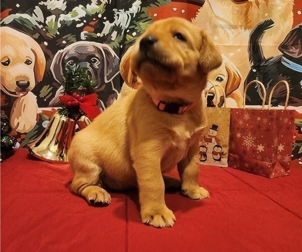 Medium Photo #13 Labrador Retriever Puppy For Sale in BUFFALO, NY, USA
