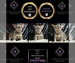 Small #1 French Bulldog