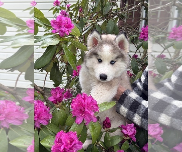 Medium Photo #2 Pomsky Puppy For Sale in VENUS, PA, USA