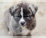 Small Photo #2 Akita Puppy For Sale in Budapest, Budapest, Hungary