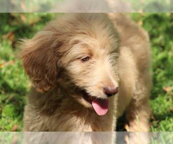 Medium Photo #4 Goldendoodle Puppy For Sale in FAIR GROVE, MO, USA