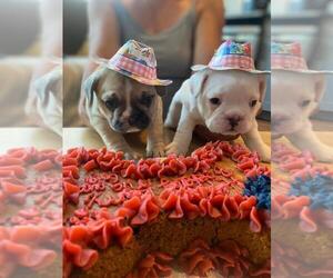 French Bulldog Puppy for sale in THORNTON, CO, USA