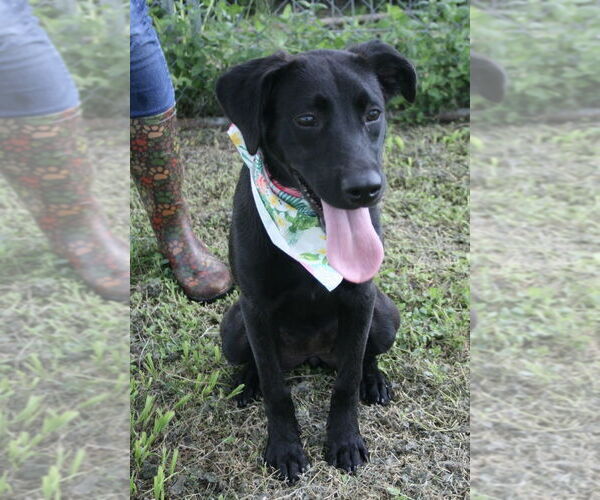 Medium Photo #2 Labrador Retriever-Unknown Mix Puppy For Sale in Abbeville, LA, USA