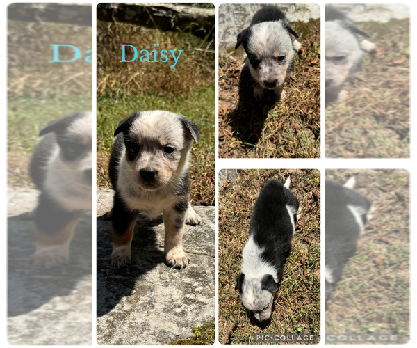 Medium Photo #1 Texas Heeler Puppy For Sale in BOWLING GREEN, KY, USA