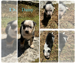 Puppy Daisy Texas Heeler