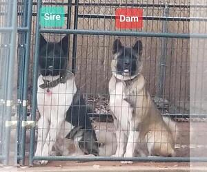 Father of the Akita puppies born on 05/26/2025
