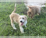 Small Photo #18 Labradoodle Puppy For Sale in CANON, GA, USA