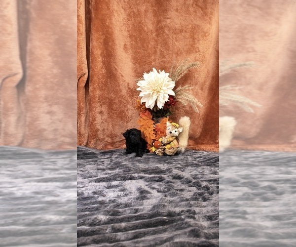 Medium Photo #30 Yorkipoo Puppy For Sale in FENTON, MI, USA