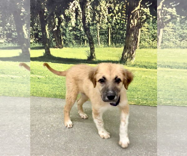 Medium Photo #1 Labrador Retriever-Unknown Mix Puppy For Sale in Royal Palm Beach, FL, USA