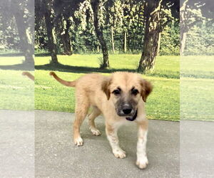 Labrador Retriever-Unknown Mix Dogs for adoption in Royal Palm Beach, FL, USA