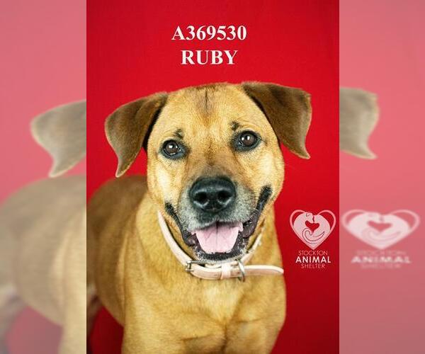 Medium Photo #1 Mastiff-Unknown Mix Puppy For Sale in Stockton, CA, USA