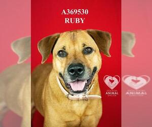 Mastiff-Unknown Mix Dogs for adoption in Stockton, CA, USA