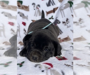Collie-French Bulldog Mix Puppy for sale in LANCASTER, PA, USA