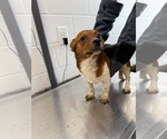 Small Chihuahua Mix