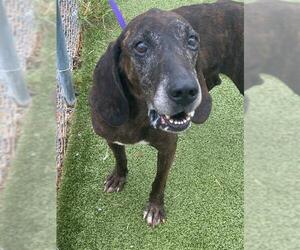 Plott Hound-Unknown Mix Dogs for adoption in Fayetteville, NC, USA