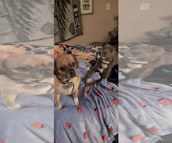 Medium Photo #5 American Pit Bull Terrier-American Staffordshire Terrier Mix Puppy For Sale in Staten Island, NY, USA